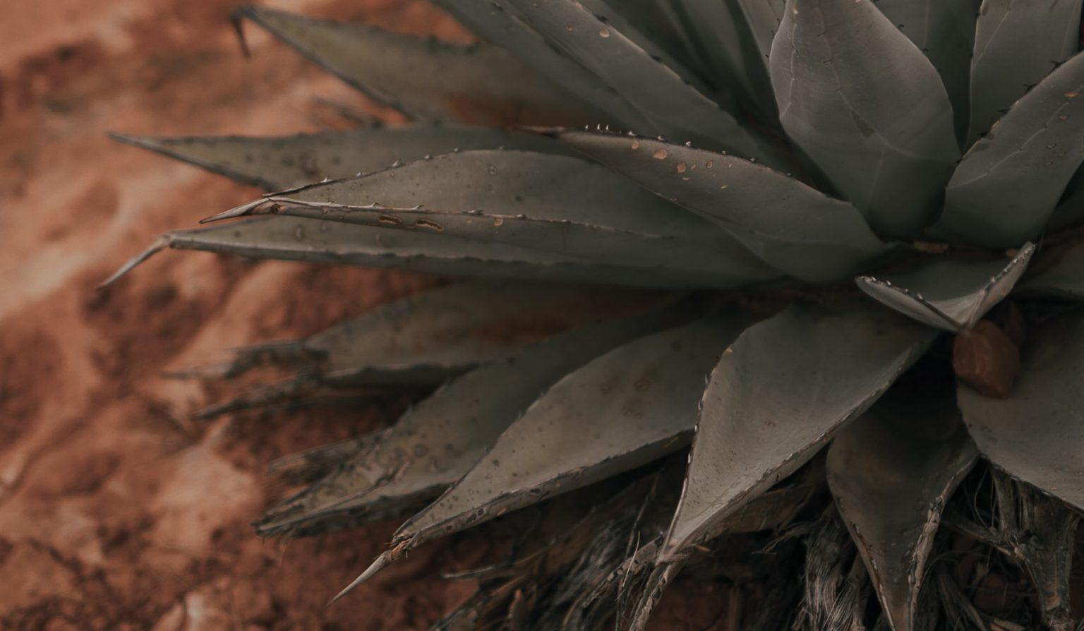 Pulque: Origen Y Curiosidades De La Bebida De Los Dioses - 360 Grados ...